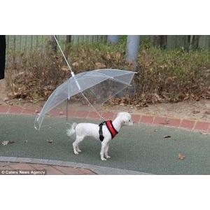 Ombrello con guinzaglio per la passeggiata del vostro cane neve/pioggia Namsan 