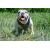 Pettorina cane bulldog inglese