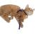 Pettorina gatto con guinzaglio regolabile